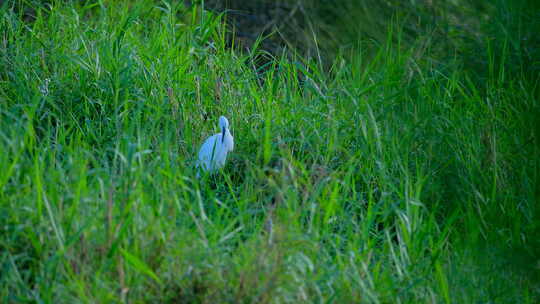 草丛中的白鹭