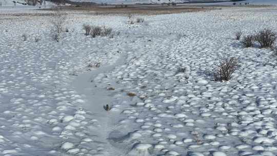 狐狸在雪地上