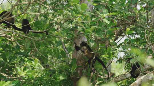 Howler Monkey，猴子，哥斯达