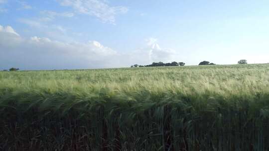 绿油油的麦田小麦种植