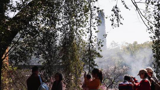 天台山国清寺游客观赏千年隋梅绽放时刻