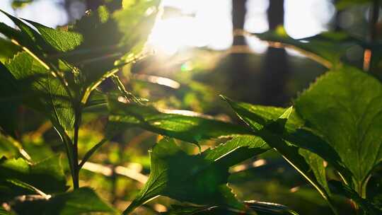 树叶阳光穿透树叶原始森林植物