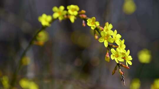 春天盛开的黄色迎春花花朵特写