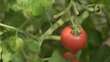 农业镜头西红柿特写高清在线视频素材下载