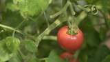 农业镜头西红柿特写高清在线视频素材下载