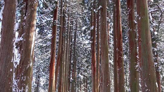 冬天雪景树木