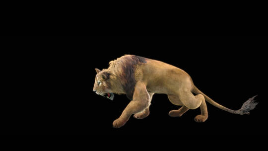 狮子 野兽 猛兽 雄狮 野生动物视频素材模板下载