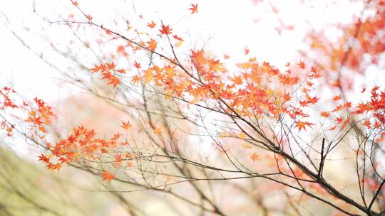 深秋曲院风荷景区内红色的枫叶