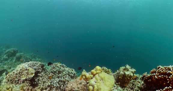 海洋生物场景珊瑚和热带鱼