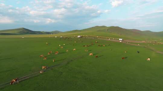 航拍牛群在大草原上