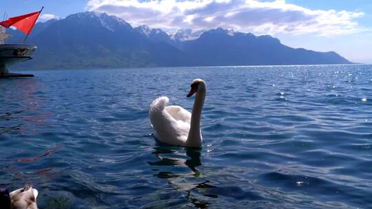 白天鹅在湖里游泳