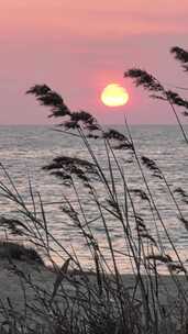 威海西海岸小石岛日落湾芦苇夕阳落日海滩