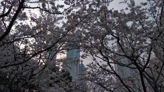 上海东昌路樱花花瓣公园风景片段