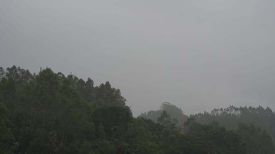 阴天森林乌云飘过树林阴雨天森林大景松树林