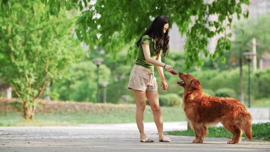 美女和金毛犬在夏天公园里玩耍