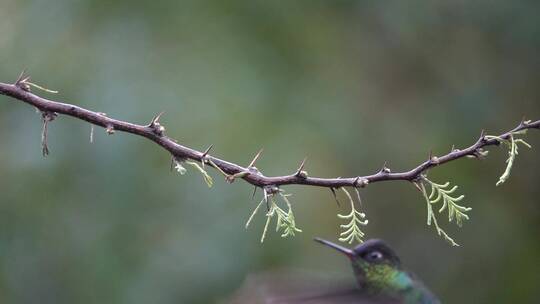 一只蜂鸟停在紫罗兰枝头