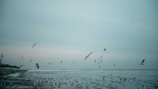 海鸥在天津渤海湾