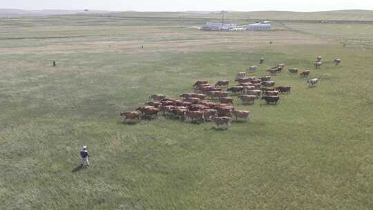 【4K】牧场养殖奶牛在草原奔跑 蒙牛伊利