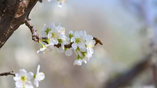 春天阳光下盛开的白色梨花蜜蜂采蜜