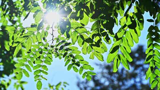 阳光逆光穿透树叶夏天仰拍