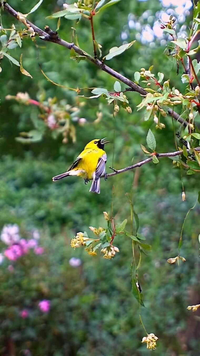 枝头黄鸟鸣叫特写