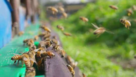 养蜂场蜜蜂飞舞慢镜头视频素材模板下载