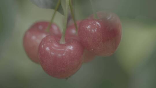 雨中成熟的樱桃特写拍摄LOG