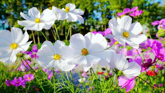 格桑花 格桑花海 花海视频素材模板下载