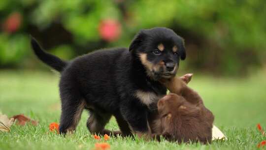 两只田园犬在草地上玩耍