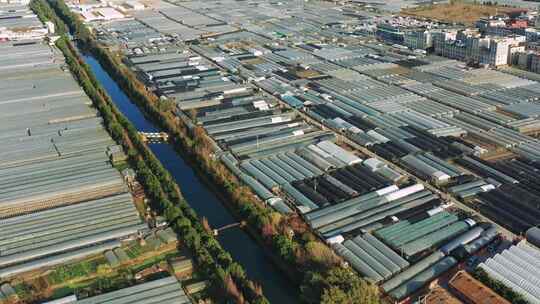 昆明斗南的鲜花蔬菜大棚