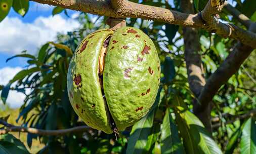 坚果干果夏威夷果(2)