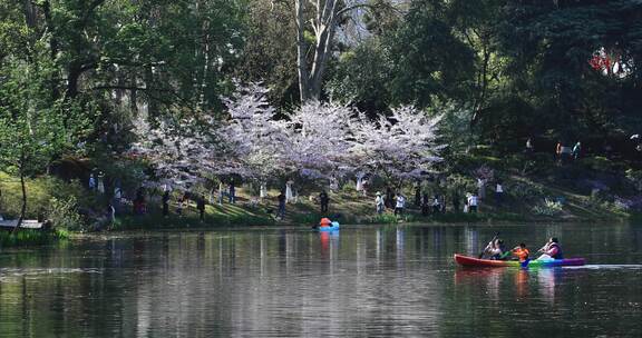 阳光下春天南京玄武湖