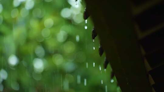 空镜风景 空镜 风景 雨天 下雨 梅花