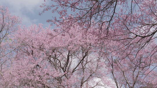 春天公园里的樱花