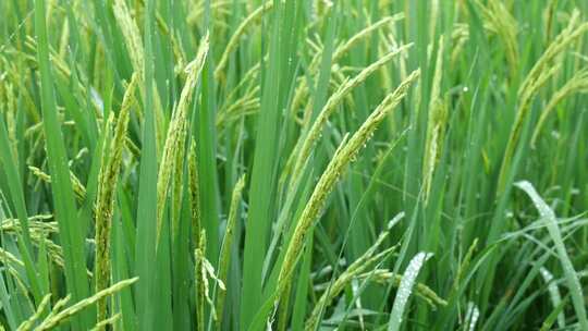 雨中的稻穗水稻特写雨露水珠田野