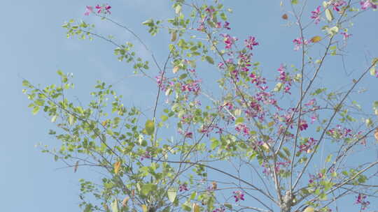 成都 北湖生态公园 红花 绿树 蓝天