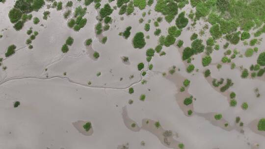 俯拍海岸线湿地视频素材模板下载