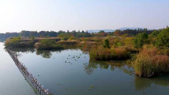 浙江省湖州市德清下渚湖湿地景区航拍视频素材模板下载