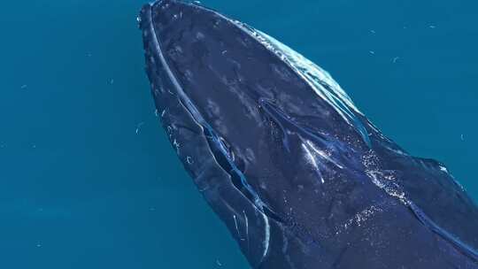 在蔚蓝的海洋中座头鲸喷出的喷气孔上的特写