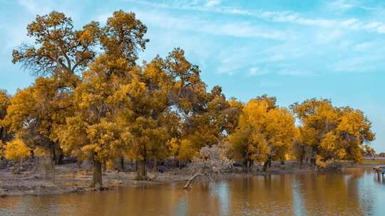 额济纳胡杨林小火车内蒙古风景秋天胡杨