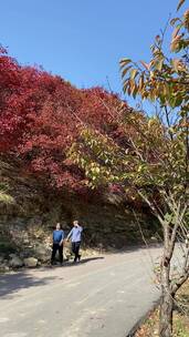 济南捎近村，秋天满山红叶成近郊游