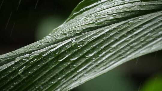 雨水滴落在绿色的叶子上