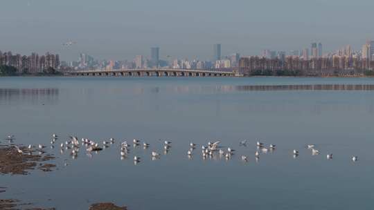 武汉东湖秋冬湿地生态