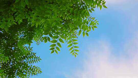 立夏树叶唯美空镜