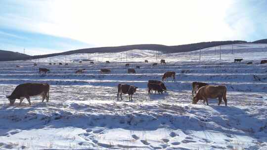 冬日牛群草原雪地觅食航拍