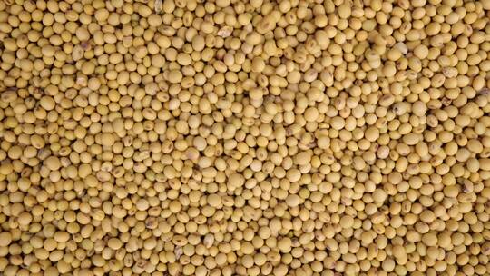 农作物优质大黄豆丰收