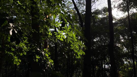 夕阳下的逆光下随风摇曳的花草和树叶