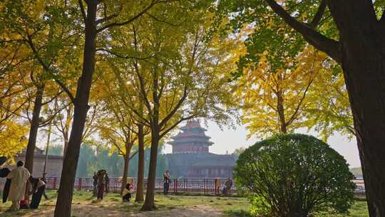 北京故宫银杏