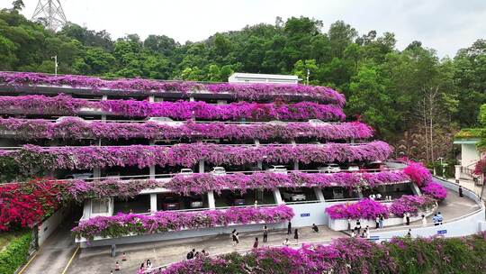 深圳仙湖植物园停车场三角梅花开如瀑