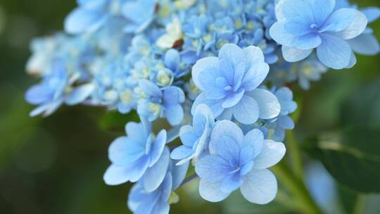 绣球花鲜花花朵微距特写